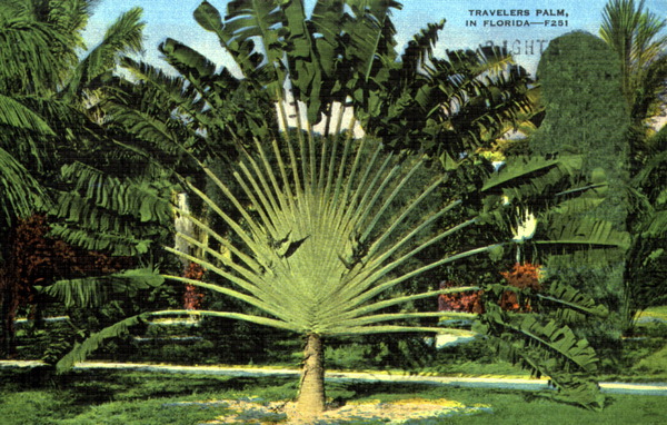 Travelers palm in Florida.