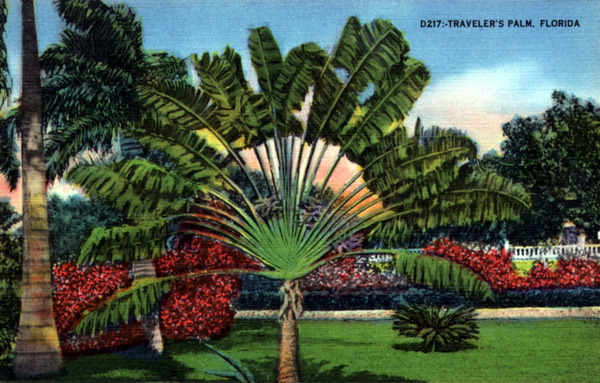 Traveler's palm - Florida