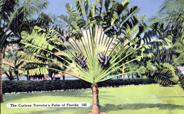 The Curious Traveler's Palm of Florida..