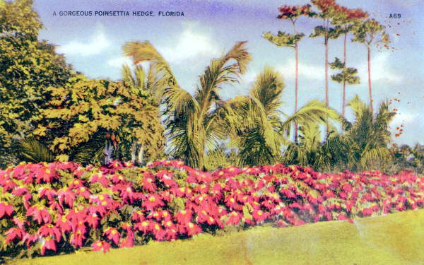 A Gorgeous Poinsettia Hedge, Florida.