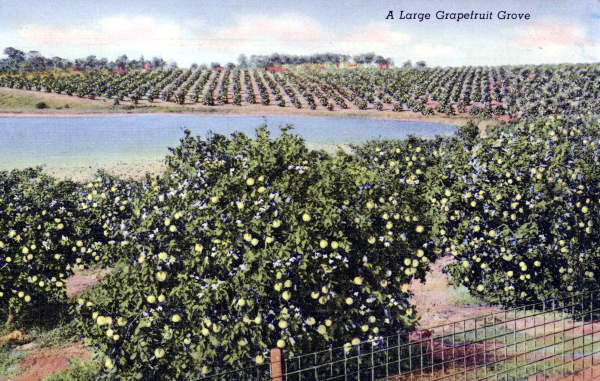 A Large Grapefruit Grove.