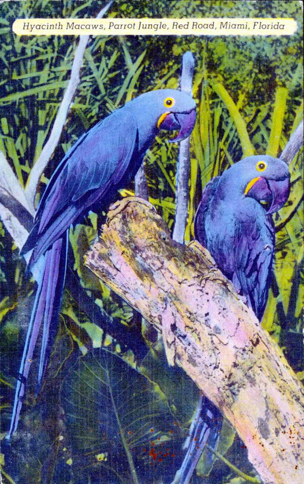 Hyacinth Macaws, Parrot Jungle, Red Road, Miami, Florida..