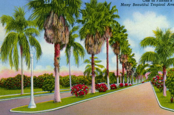 One of Florida's many beautiful tropical avenues..