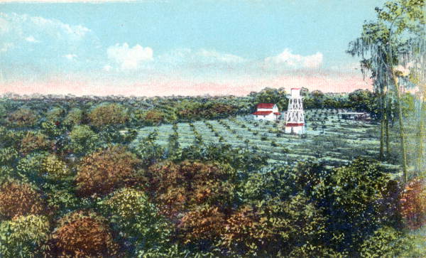 Orange Grove on John F. May estate, Lake Elbert, Winter Haven, Fla.