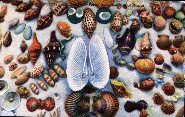 Seashells found along the Gulf shore