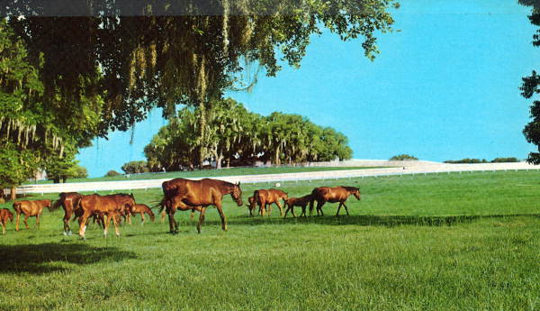 Horses graze in pastures - Ocala, Florida .