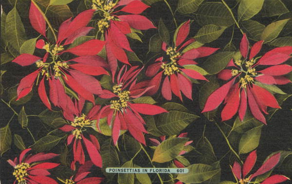 Poinsettias in Florida .
