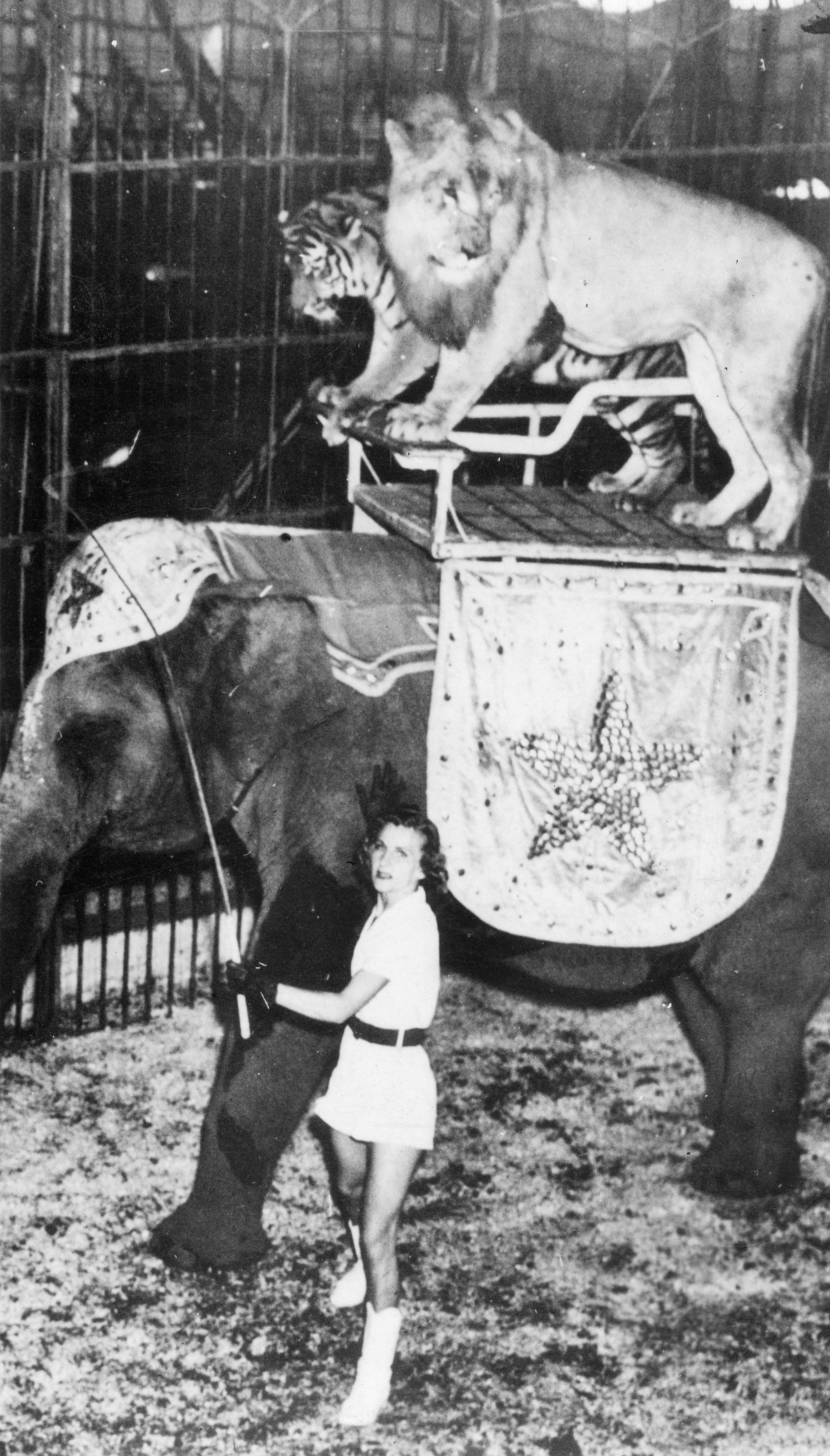 Harriet Beatty with her animal act at Clyde Beatty's Jungle Zoo in Ft. Lauderdale.