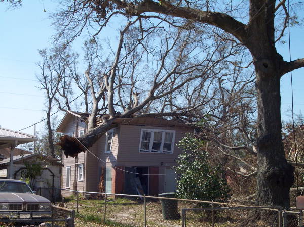 Trees on top of house in Pensacola, Florida.