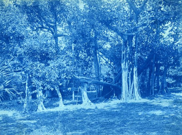 Banyan tree in Lake Worth.