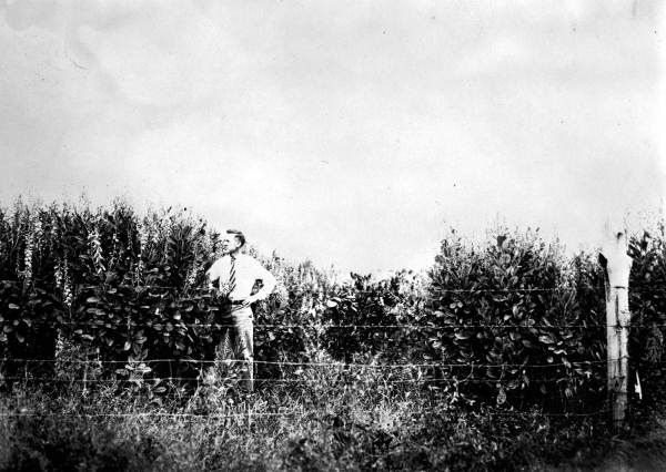 Jefferson County agent inspecting a cover crop