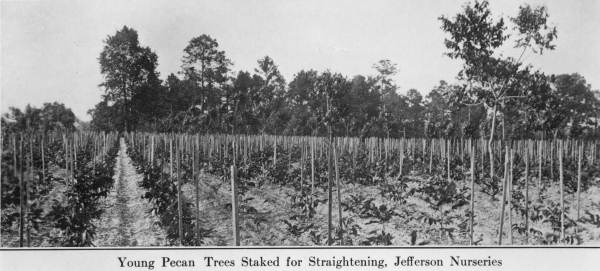 Young pecan trees staked for straightening - Jefferson Nurseries