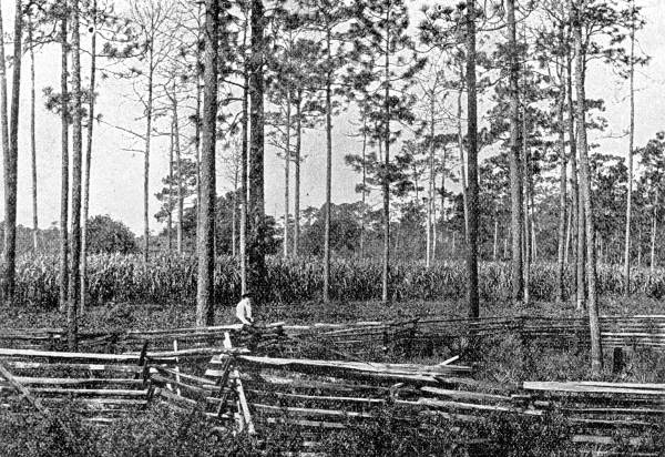 Sugarcane field of R.W. Ashmore, Wakulla Co. beside the Carrabelle-Tallahassee and Georgia railroad