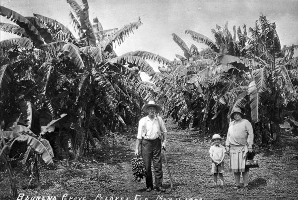 Banana grove in Pahokee