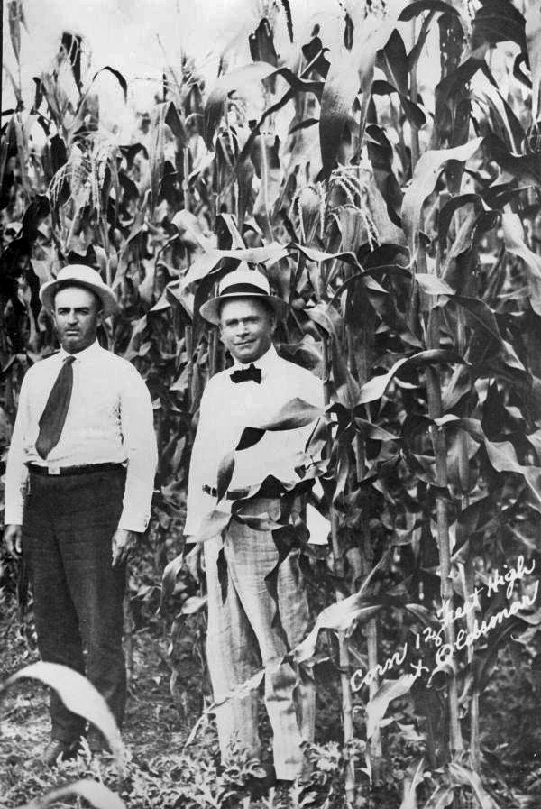 Men standing in 12 foot high corn at Oldsmar.