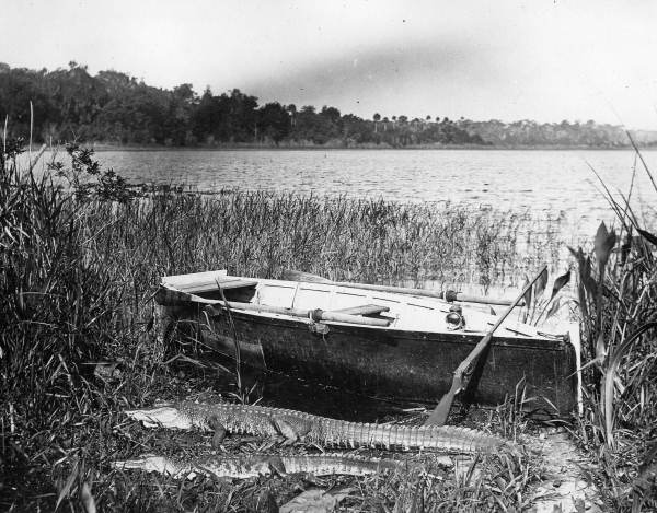 Alligator hunter's boat, equipment, and the results of a night's hunt - Apopka Region, Florida