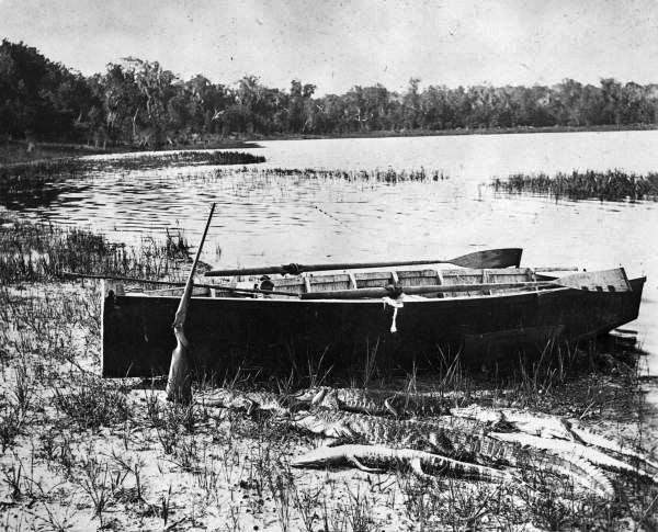 Harry Hewitt's alligator hunting boat and equipment with his recent kill