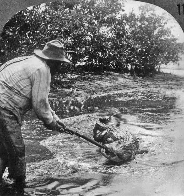 Alligator Joe battling a wounded alligator