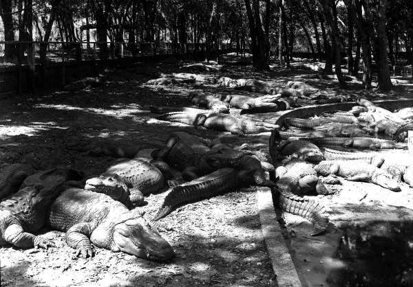 Alligators at the Saint Augustine Alligator Farm and Zoological Park