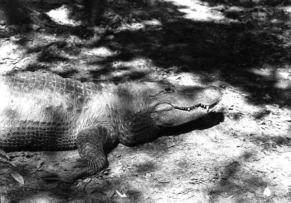 Alligator sunning itself at the Saint Augustine Alligator Farm and Zoological Park