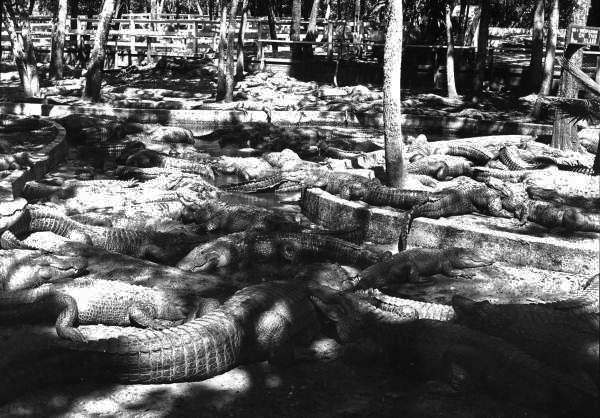 Alligators at the Saint Augustine Alligator Farm and Zoological Park