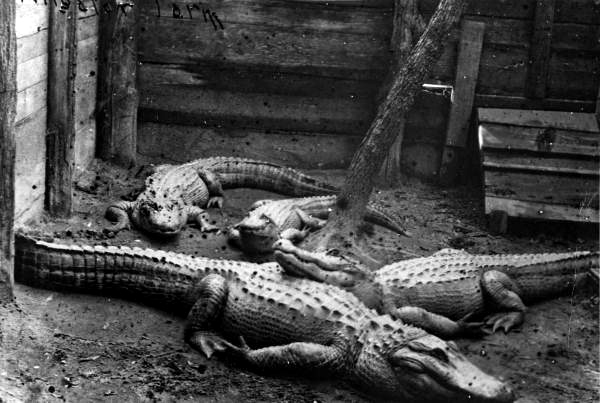 Alligators in a pen at an alligator farm near North Bay