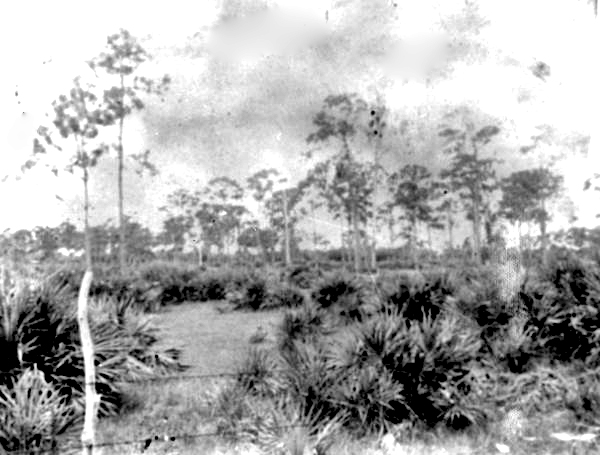 Pine and palmetto in the scrub country - Lee County, Florida