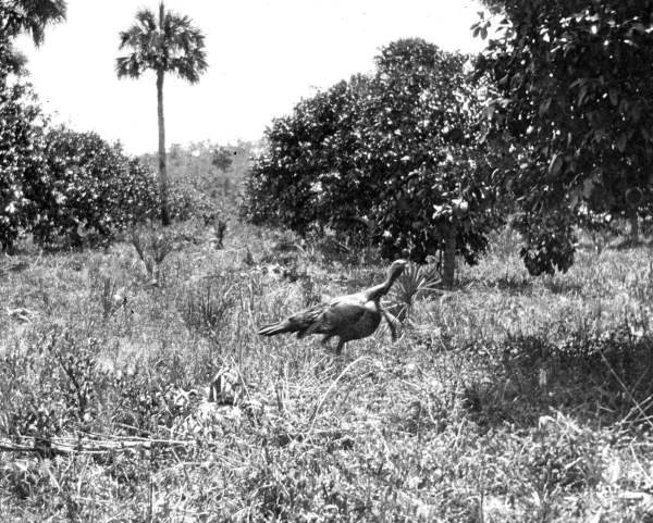 Wild Turkey walking