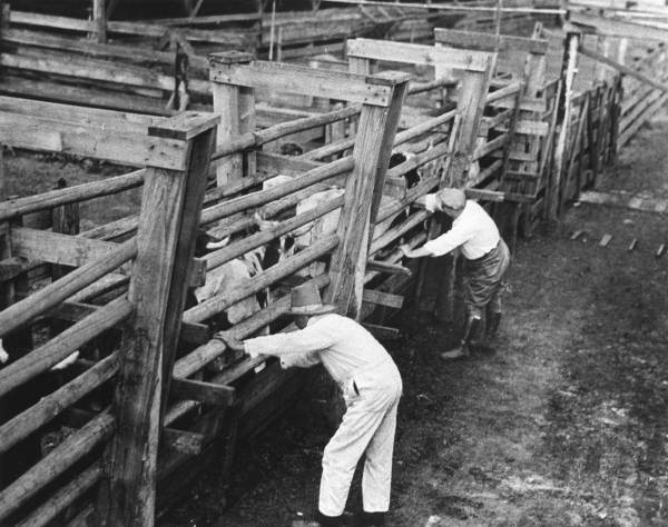 Cows enclosed in narrow passage