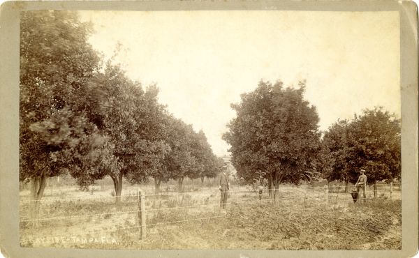 Grove near Tampa.