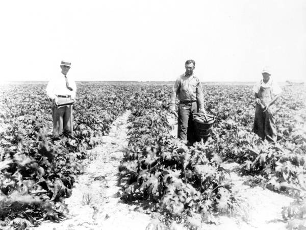 Foster Farms - De Soto County, Florida.