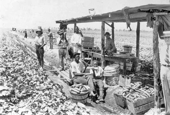 Dale Foster, of Foster Farms, with his cucumber crop and workers - De Soto County, Florida.