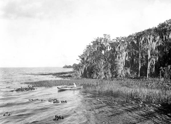 Man in a row boat - Tampa Bay, Florida