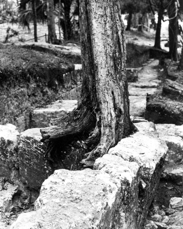Tree growing out of Fort San Marcos de Apalache - St. Marks, Florida.