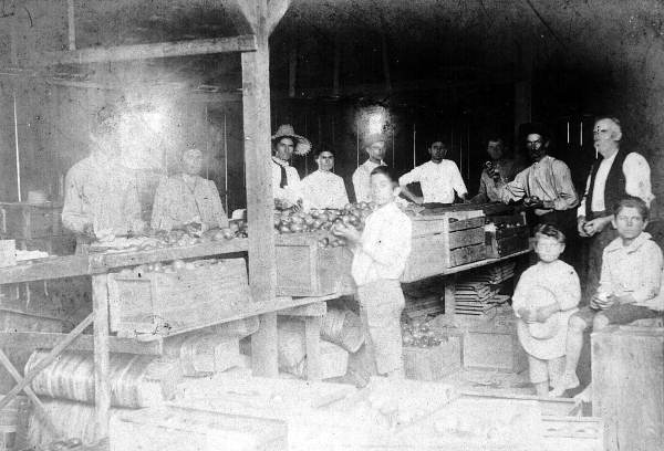 Hawthorne tomato packing shed