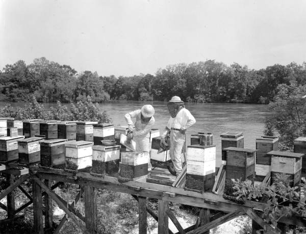 Beehives on the Apalachicola River.