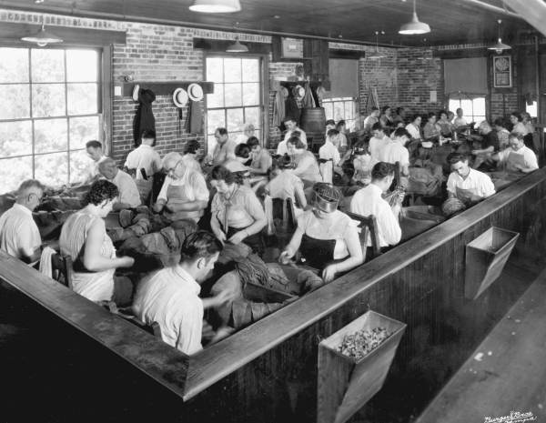 Tobacco workers sorting leaves