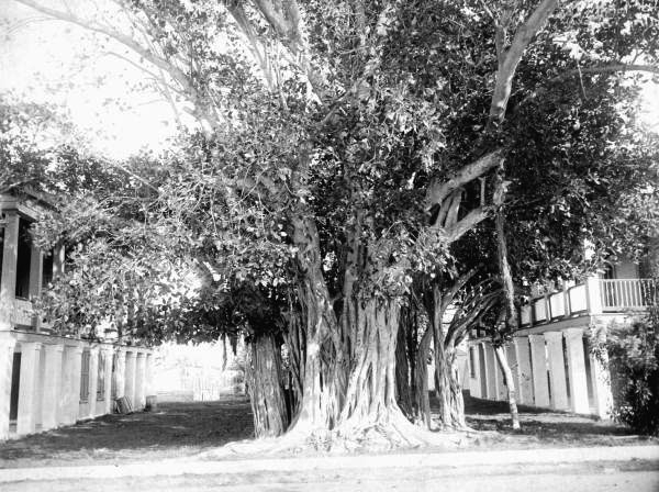 Trees in Key West.