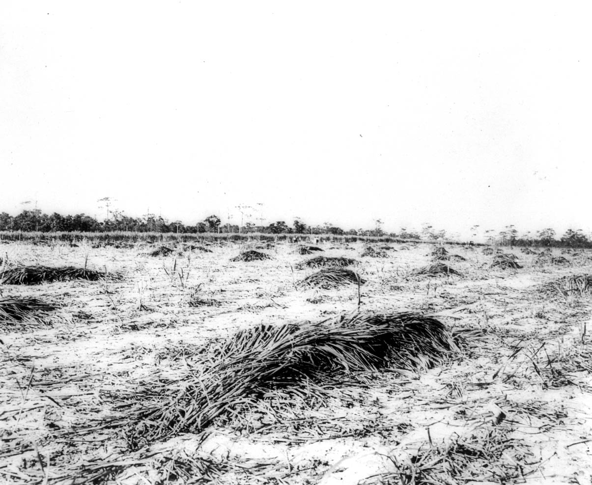 Sugarcane