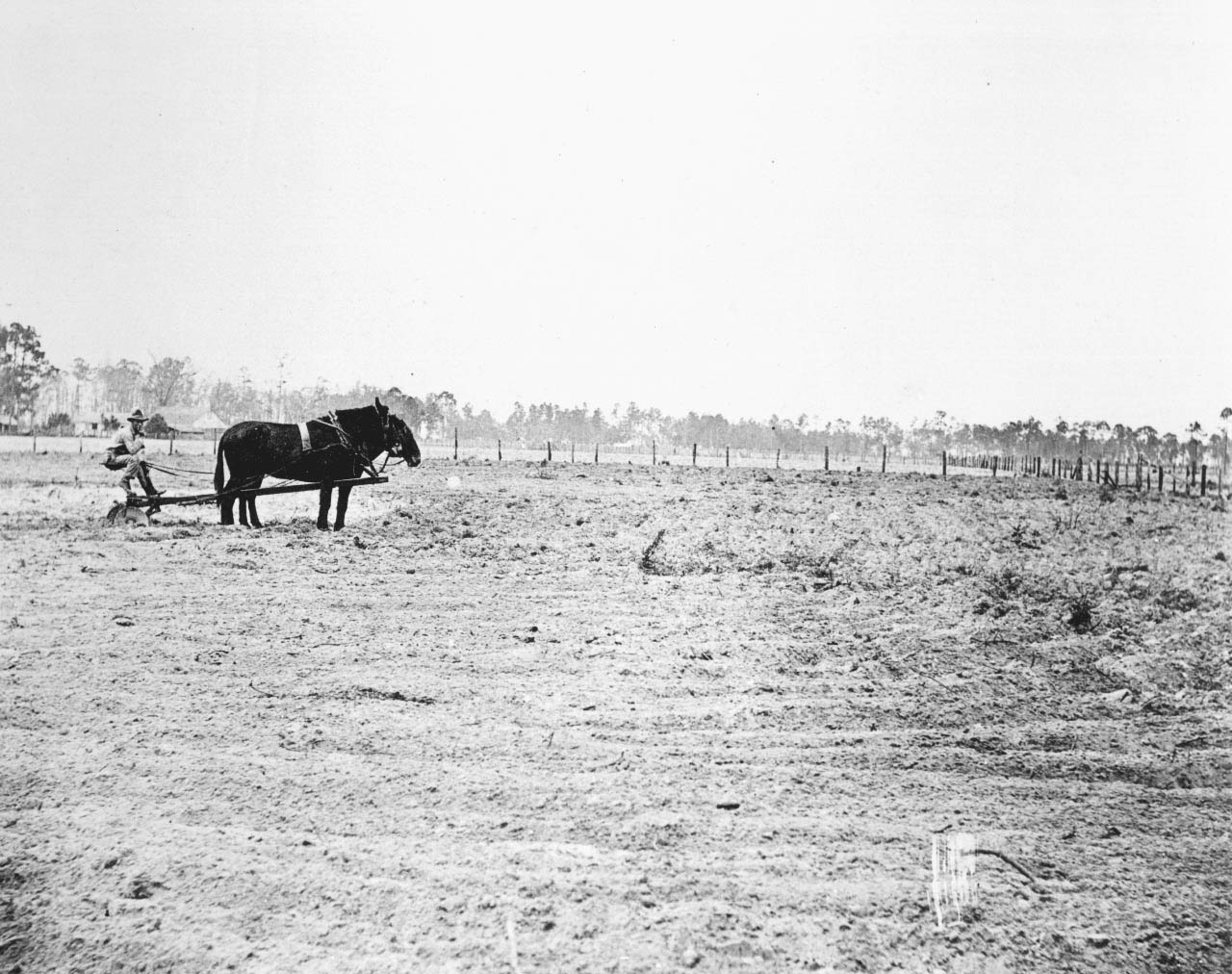 Horse and plow.