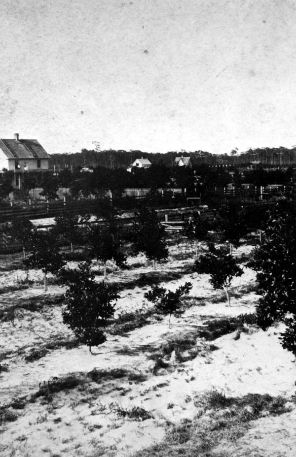 Orange grove : Orange City, Florida