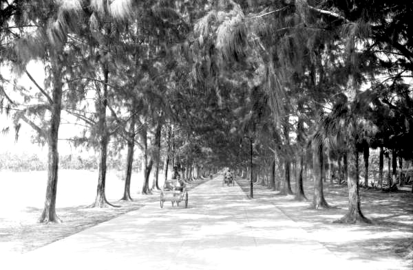 Lake Trail beneath Australian pines.