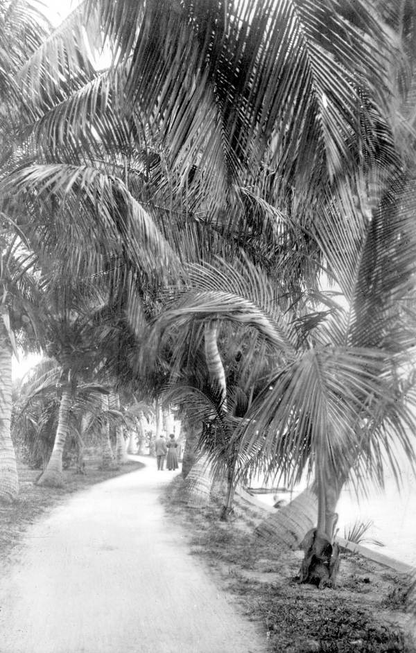 Palm walk of Lake Trail.
