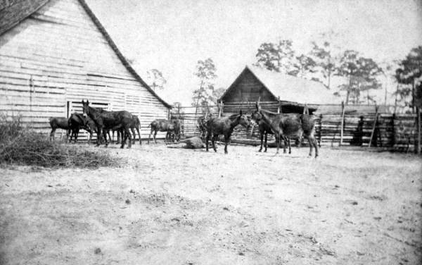 Bellamy Plantation : Jefferson County, Florida