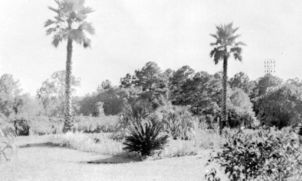 Tall Timbers Plantation yard : Tallahassee, Florida