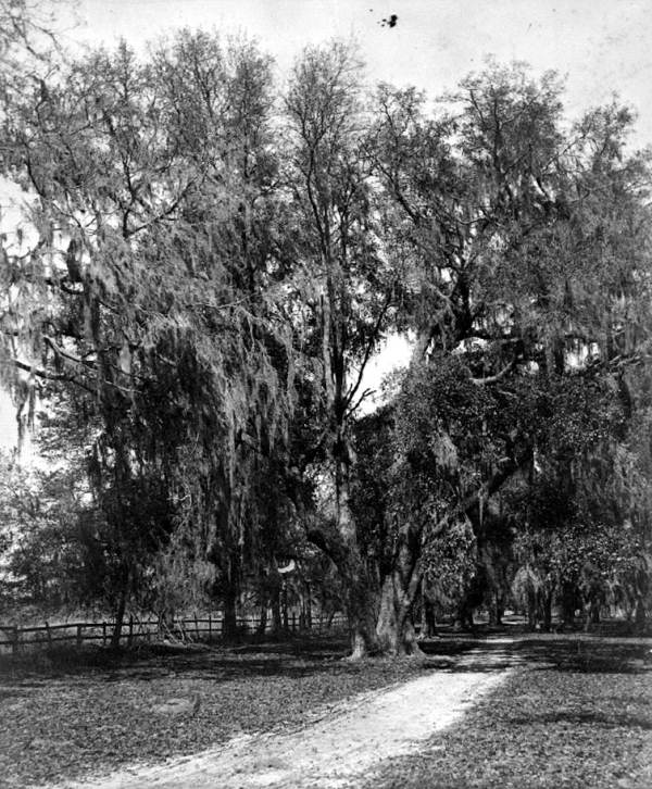 Waverly Grove Plantation