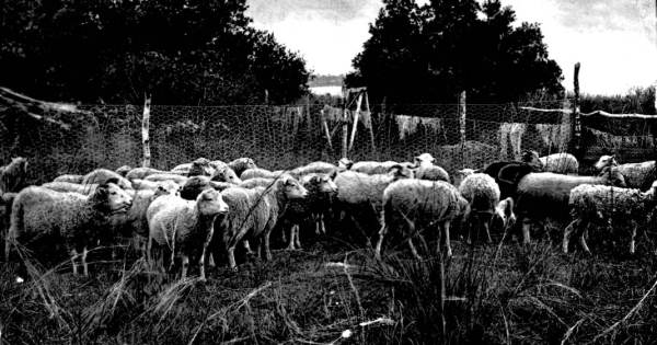 Raising sheep in Kissimmee
