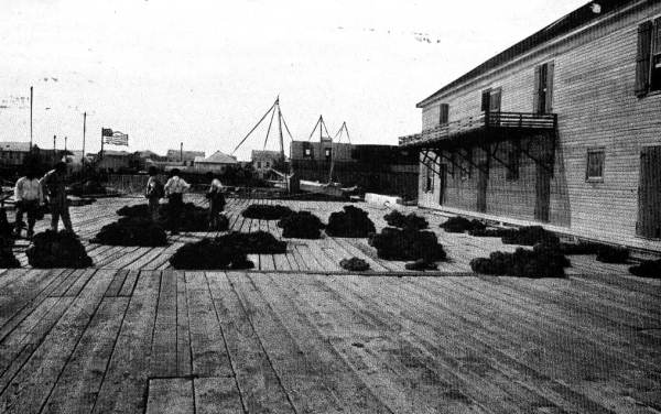 Sponge auction - Key West, Florida