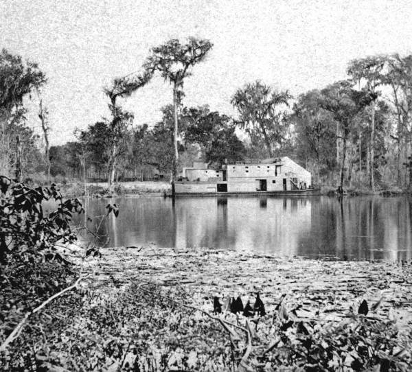 Steamboat Griffin at Silver Springs