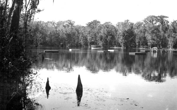 Glass bottom boat at Wakulla Springs
